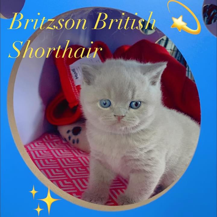Little British Shorthair Cat Standing 
